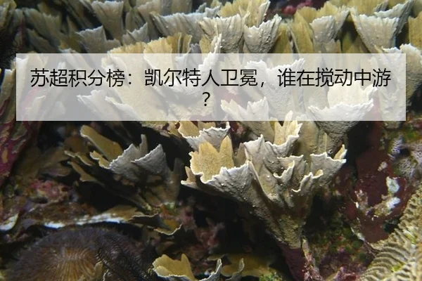苏超积分榜：凯尔特人卫冕，谁在搅动中游？